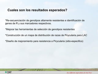 Investigacion en patologia de arroz