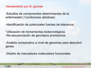Investigacion en patologia de arroz