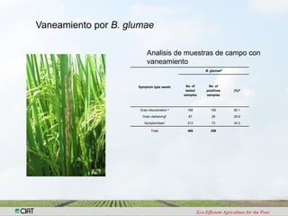 Investigacion en patologia de arroz