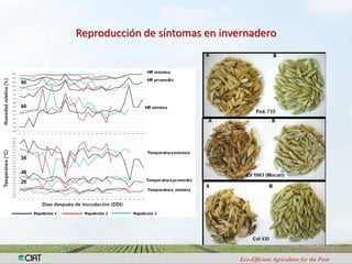 Investigacion en patologia de arroz