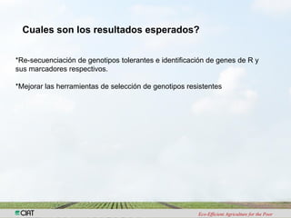 Investigacion en patologia de arroz