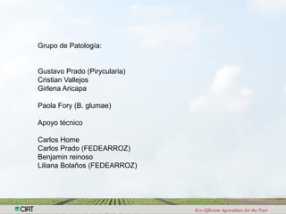 Investigacion en patologia de arroz