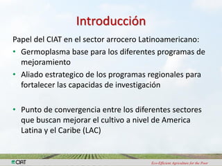 Investigacion en patologia de arroz