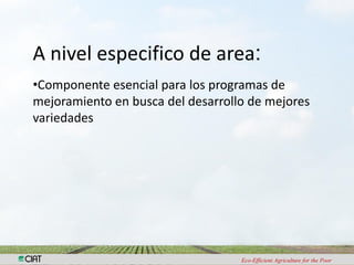 Investigacion en patologia de arroz