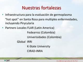 Investigacion en patologia de arroz