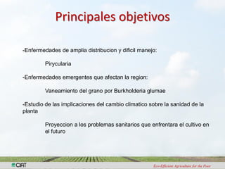 Investigacion en patologia de arroz