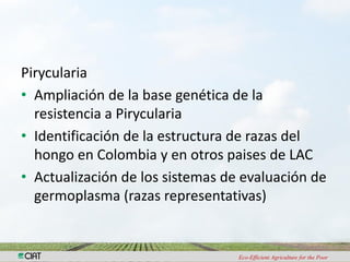 Investigacion en patologia de arroz