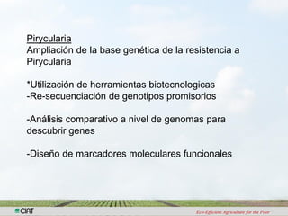Investigacion en patologia de arroz