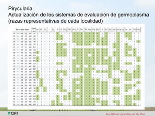Investigacion en patologia de arroz