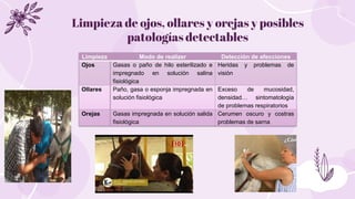 Limpieza de ojos, ollares y orejas y posibles
patologías detectables
Limpieza Modo de realizer Detección de afecciones
Ojo...