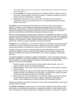 solos, diplobacilli (cuando en pares de células), y streptobacilli (cuando en grupos de células que 
forman una cadena). 
 Forma espiralda. Las bacterias de tipo espirilo son en espiral enrolladas o largas en forma de 
sacacorchos, células espirales conocidas como espirilos. Los géneros importantes de este son: 
Spirillum, Microspira, Rhodospirillum y Leptospira. 
 Tipo vibrio. En las bacterias de tipo comas o vibrio, las células en forma de varilla son 
simplemente curvadas para que se vean como coma. Las especies importantes de este tipo 
incluyen Vibrio comma. 
Enzimáticas: Las enzimas bacterianas desempeñan por otra parte una función esencial para su 
tipificación y detección, de gran utilidad en el establecimiento de diagnósticos clínicos. Existen 
determinadas enzimas que son características de géneros bacterianos concretos. En virtud de ello, las 
bacterias son sometidas a diversas pruebas bioquímicas con las que se puede medir la presencia o 
ausencia de estas enzimas, y así diferenciar unos agentes infecciosos de otros. 
Cabe citar entre estas enzimas la catalasa, propia de géneros como Staphylococcus, Bacillus y Lysteria 
y ausente en las bacterias del género Streptococcus; la oxidasa, presente en Pseudomonas, Legionella y 
Neisseria y ausente en la familia de las Enterobacteriaceae; o la lactasa, propia de E. coli, Enterobacter y 
Klebsiella y no de Salmonella o Shigella. Algunas bacterias producen enzimas en presencia de 
determinados sustratos, por ejmplo, penicinilasa en presencia de penicilina. 
Patogénicas: Los microorganismos, y en concreto las bacterias, son la principal causa de enfermedades 
causadas por el consumo de alimentos contaminados. Se habla de cómo evitar su presencia, de sus 
consecuencias sanitarias y socioeconómicas, pero a menudo no se conocen lo suficiente. 
Al contrario de lo que se cree de los miles de bacterias que se han descubierto cerca de unas 200 
especies son patógenas, es decir, causantes de enfermedades para el ser humano, algunas de las 
bacterias más dañinas son causantes de enfermedades como el cólera, la gangrena, la tuberculosis 
entre otras. 
Las bacterias patógenas son aquellas que producen enfermedades, es decir, que provocan daño en el 
hospedero. Generalmente, las bacterias patógenas son específicas, ya que un tipo de bacteria origina un 
tipo de enfermedad. Los efectos patógenos provocados por las bacterias en los tejidos pueden 
agruparse en las cuatro clases siguientes: 
1. Efectos provocados por la acción directa local de la bacteria sobre los tejidos, como en la 
gangrena gaseosa causada por Clostridium perfringens 
2. Efectos mecánicos, como cuando un grupo de bacterias bloquea un vaso sanguíneo y causa un 
émbolo infeccioso. 
3. Efectos de respuesta del organismo ante ciertas infecciones bacterianas en los tejidos, como las 
cavidades formadas en los pulmones en la tuberculosis, o la destrucción de tejido en el corazón 
por los propios anticuerpos del organismo en las fiebres reumáticas 
4. Efectos provocados por toxinas producidas por las bacterias, sustancias químicas que resultan 
tóxicas en algunos tejidos. Las toxinas son, en general, específicas de cada especie; por 
ejemplo, la toxina responsable de la difteria es diferente de la responsable del cólera. 
Bacterias que producen toxinas según el ambiente en el que crecen.así Corynebacterium sólo lo hace si 
dispone de hierro en el medio. 
Sensibilidad a antibióticos: La determinación de la Concentración Inhibidora Mínima (CIM) es la base 
de la medida de la sensibìlidad de una bacteria a un determinado antibiótico. La CIM se define como la 
menor concentración de una gama de diluciones de antibiótico que provoca una inhibición de cualquier 
 