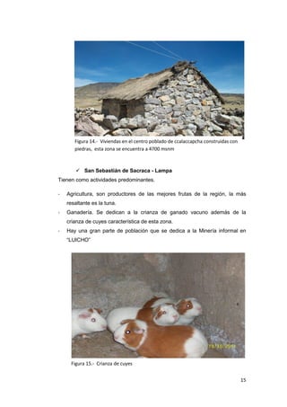 S
           a
           n


           S
                                                                   Campaña de salud
                                                                      Integral.




       Figura 14.- Viviendas en el centro poblado de ccalaccapcha construidas con
       piedras, esta zona se encuentra a 4700 msnm



         San Sebastián de Sacraca - Lampa
Tienen como actividades predominantes.

-   Agricultura, son productores de las mejores frutas de la región, la más
    resaltante es la tuna.
-   Ganadería. Se dedican a la crianza de ganado vacuno además de la
    crianza de cuyes característica de esta zona.
-   Hay una gran parte de población que se dedica a la Minería informal en
    “LUICHO”




     Figura 15.- Crianza de cuyes


                                                                                      15
 