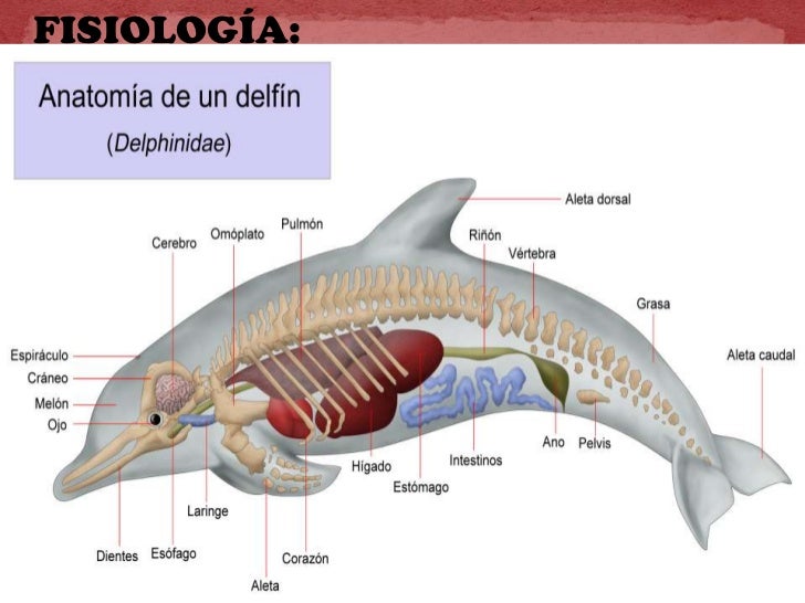 Investigacion presentacion ''delfin''