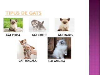 GAT PERSA GAT EXÒTIC GAT SIAMES
GAT BENGALA GAT ANGORA
 
