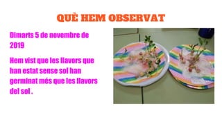 QUÈ HEM OBSERVAT
Dimarts 5 de novembre de
2019
Hem vist que les llavors que
han estat sense sol han
germinat més que les llavors
del sol .
 