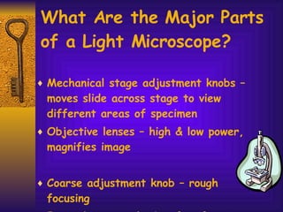What Are the Major Parts of a Light Microscope?  Mechanical stage adjustment knobs – moves slide across stage to view different areas of specimen Objective lenses – high & low power, magnifies image Coarse adjustment knob – rough focusing Fine adjustment knob – fine focusing 