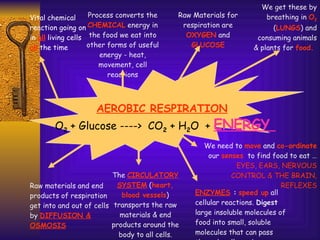O 2  + Glucose ---->  CO 2  + H 2 O  +   ENERGY  AEROBIC RESPIRATION Vital chemical reaction going on in  all  living cells  all  the time Process converts the  CHEMICAL  energy in the food we eat into other forms of useful energy - heat, movement, cell reactions Raw Materials for respiration are  OXYGEN  and  GLUCOSE We get these by breathing in  O 2  ( LUNGS ) and consuming animals & plants for  food.  ENZYMES  :   speed up  all cellular reactions.  Digest  large insoluble molecules of food into small, soluble molecules that can pass through cell membranes Raw materials and end products of respiration get into and out of cells by  DIFFUSION & OSMOSIS The  CIRCULATORY SYSTEM  ( heart, blood vessels ) transports the raw materials & end products around the body to all cells. We need to  move  and  co-ordinate  our  senses   to find food to eat …  EYES, EARS, NERVOUS CONTROL & THE BRAIN, REFLEXES 