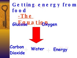 Getting energy from food -The Equation + Glucose Oxygen Carbon Dioxide Water Energy + + 