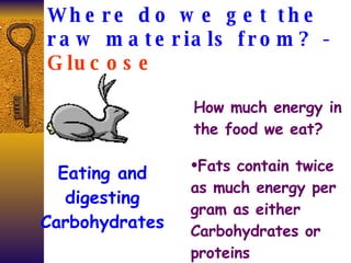 Where do we get the raw materials from? -  Glucose Eating and digesting Carbohydrates  How much energy in the food we eat? Fats contain twice as much energy per gram as either Carbohydrates or proteins  