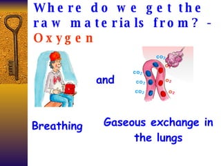 Where do we get the raw materials from? -  Oxygen Breathing Gaseous exchange in the lungs and 