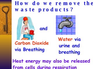 How do we remove the waste products? Carbon Dioxide  via Breathing Water  via urine and breathing and Heat energy may also be released from cells during respiration  