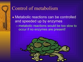 Control of metabolism Metabolic reactions can be controlled and speeded up by enzymes metabolic reactions would be too slow to occur if no enzymes are present! 