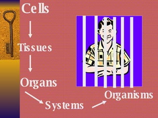 Cells Tissues Organs Systems Organisms 