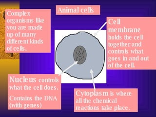 Animal cells Complex organisms like you are made up of many different kinds of cells. Nucleus  controls what the cell does. Contains the DNA (with genes)  Cytoplasm  is where all the chemical reactions take place. Cell membrane  holds the cell together and controls what goes in and out of the cell. 