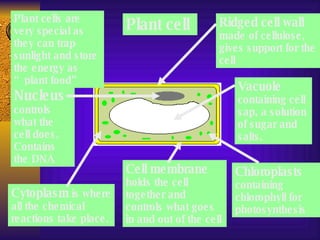 Plant cell Plant cells are very special as they can trap sunlight and store the energy as “plant food” Nucleus  controls what the cell does. Contains the DNA Cytoplasm  is where all the chemical reactions take place. Cell membrane  holds the cell together and controls what goes in and out of the cell Chloroplasts  containing chlorophyll for photosynthesis Vacuole  containing cell sap, a solution of sugar and salts. Ridged cell wall  made of cellulose, gives support for the cell 