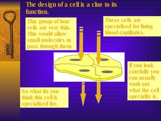 The design of a cell is a clue to its function. This group of four cells are very thin. This would allow small molecules to pass through them So what do you think this cell is specialised for. These cells are specialised for lining blood capillaries. If you look carefully you can usually work out what the cell speciality is. 