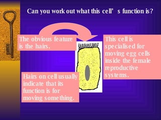 Can you work out what this cell’s function is? The obvious feature is the hairs. Hairs on cell usually indicate that its function is for moving something. This cell is specialised for moving egg cells inside the female reproductive systems. 