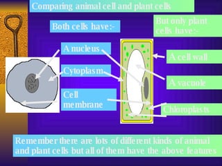Comparing animal cell and plant cells Both cells have:- A nucleus Cytoplasm Cell membrane But only plant cells have:- A  cell wall A  vacuole Chloroplasts Remember there are lots of different kinds of animal and plant cells but all of them have the above features 