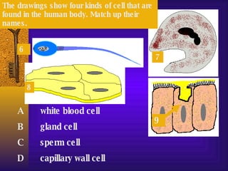 6 7 8 9 A white blood cell B gland cell C sperm cell D capillary wall cell The drawings show four kinds of cell that are found in the human body. Match up their names. 