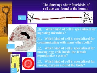 The drawings show four kinds of cell that are found in the human body. A B C D 10.   Which kind of cell is specialised for ingesting microbes? 11 .  Which kind of cell is specialised for communicating with many other cells? 12.   Which kind of cell is specialised for moving egg cells inside the female reproductive system? 13.   Which kind of cell is specialised for moving oxygen around the body? 