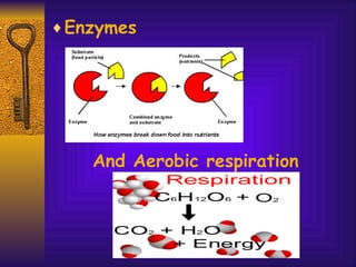 Enzymes And Aerobic respiration 
