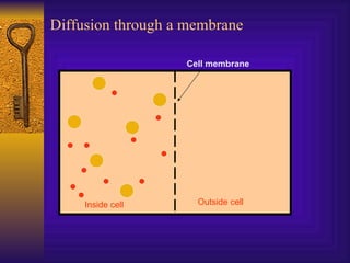 Diffusion through a membrane Cell membrane Inside cell Outside cell 