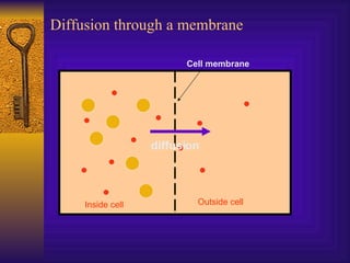 Diffusion through a membrane Cell membrane Inside cell Outside cell diffusion 