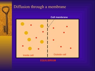 Diffusion through a membrane Cell membrane Inside cell Outside cell EQUILIBRIUM 