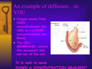 An example of diffusion…in YOU Oxygen moves from HIGH concentration(in the AIR) to a LOWER concentration(in the Blood) The CELL MEMBRANEs control this movement into and out of the cell It is said to move DOWN A CONCENTRATION GRADIENT 