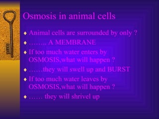 Osmosis in animal cells Animal cells are surrounded by only ? …… .. A MEMBRANE If too much water enters by OSMOSIS,what will happen ? …… they will swell up and BURST If too much water leaves by OSMOSIS,what will happen ? ……  they will shrivel up 