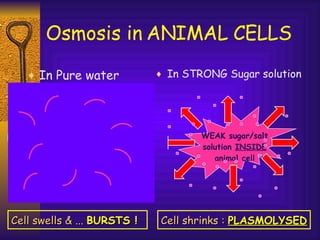 Osmosis in ANIMAL CELLS In Pure water In STRONG Sugar solution WEAK sugar/salt solution  INSIDE  animal cell Cell swells & ...  BURSTS ! WEAK sugar/salt solution  INSIDE  animal cell Cell shrinks :  PLASMOLYSED 