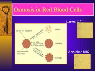 Osmosis in Red Blood Cells Shrunken RBC Normal RBC 