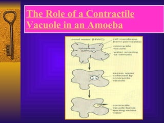 The Role of a Contractile Vacuole in an Amoeba 