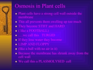 Osmosis in Plant cells Plant cells have a strong cell wall outside the membrane This all prevents them swelling up too much They become STIFF and HARD ( like a FOOTBALL)  … .we call this  TURGID If they lose water they become LIMP AND FLOPPY (like a ball with no air in it) Because the membrane has shrunk away from the cell wall We call this a PLASMOLYSED  cell 
