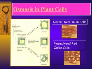 Osmosis in Plant Cells Normal Red Onion Cells Plasmolysed Red Onion Cells 
