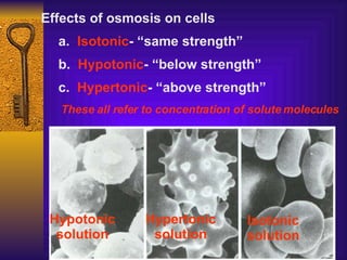 Effects of osmosis on cells a.  Isotonic - “same strength” b.  Hypotonic - “below strength” c.  Hypertonic - “above strength” These all refer to concentration of solute molecules Isotonic solution Hypotonic solution Hypertonic solution 