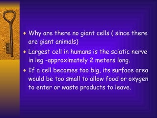 Why are there no giant cells ( since there are giant animals) Largest cell in humans is the sciatic nerve in leg -approximately 2 meters long. If a cell becomes too big, its surface area would be too small to allow food or oxygen to enter or waste products to leave. 