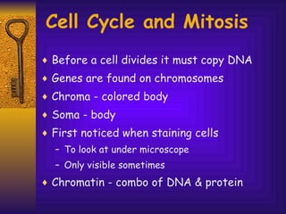 Cell Cycle and Mitosis Before a cell divides it must copy DNA Genes are found on chromosomes Chroma - colored body Soma - body First noticed when staining cells  To look at under microscope Only visible sometimes Chromatin - combo of DNA & protein 