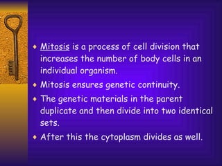 Mitosis  is a process of cell division that increases the number of body cells in an individual organism.  Mitosis ensures genetic continuity.  The genetic materials in the parent duplicate and then divide into two identical sets.  After this the cytoplasm divides as well. 