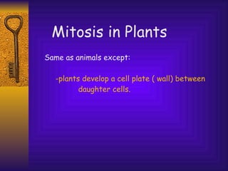   Same as animals except: -plants develop a cell plate ( wall) between  daughter cells. Mitosis in Plants 